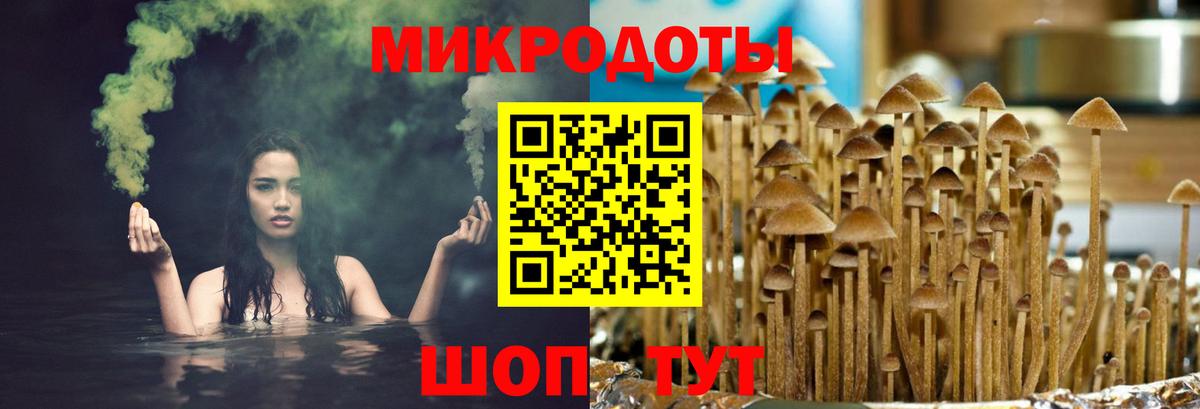 Псилоцибиновые грибы Psilocybine cubensis Тайшет